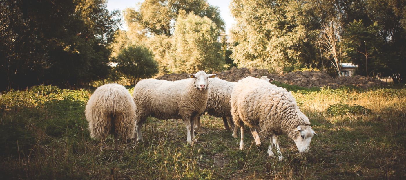 Sheep grazing in a field